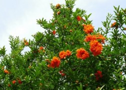 Punica granatum Pleniflora / Dísz gránátalma